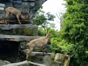 Allet 02 Steenbokken